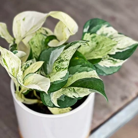 盆栽;花盆容器;园艺工具