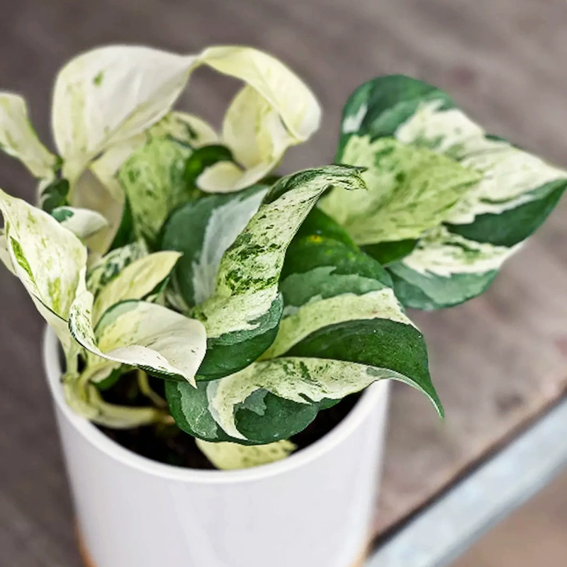 Счастливый лист, зеленая редька, оптовая продажа, королева, цветок, лист, растение для дома, интернет-знаменитость, вечнозеленое растение на четыре сезона, горшечное растение с горшком и почвой