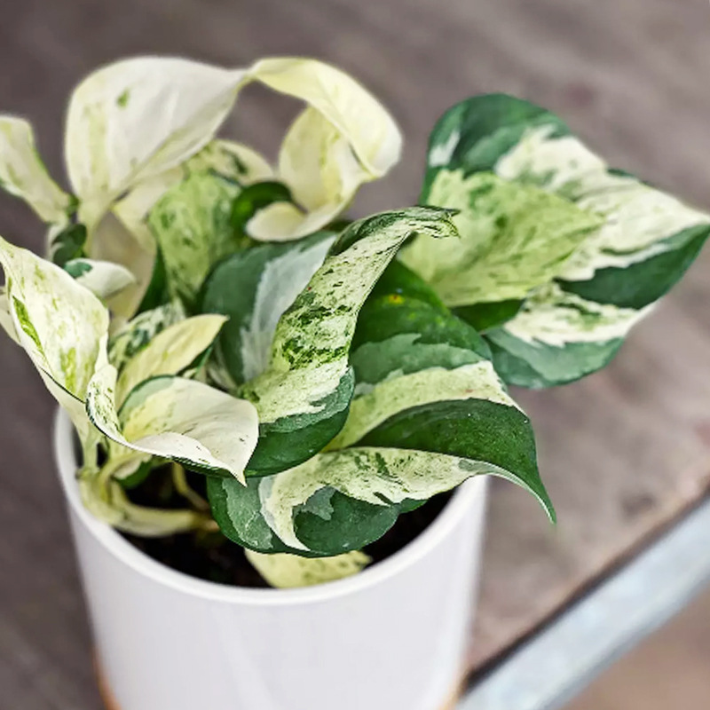 Happy Leaf Green Radish Wholesale Queen Flower Leaf Plant Indoor Internet Celebrity Four Seasons Evergreen Plant Potted Plant with Pot and Soil