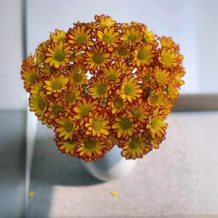 Little Daisy Roman Holiday Flower Shop Street Stall Community Group Purchase Festival Daisy Flower Wholesale Base Straight Hair
