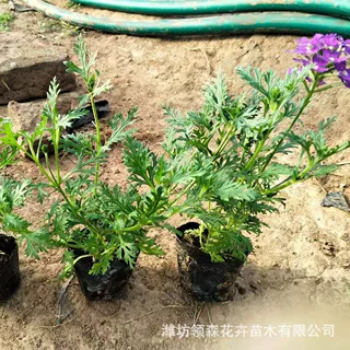 美女樱穴盆苗 时花美女樱盆栽宽叶宿根花卉室内外盆花庭院阳台批