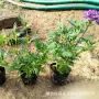室内外庭院盆栽宿根盆花