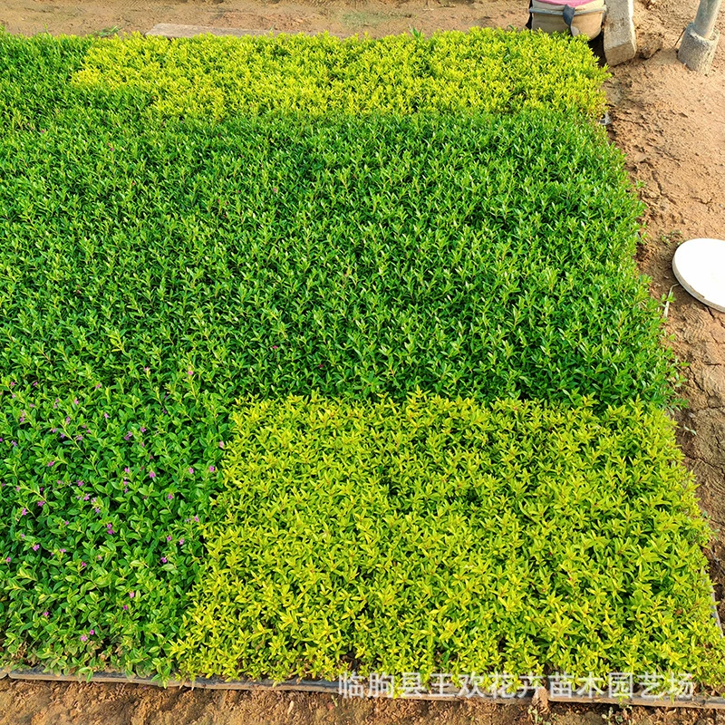 Calyx дистанционная пробка рассада сафлор мелкий лист сигара поставка цветов чашечка дистанция цветок Гипсофила маленькая рассада двор озеленение рассада