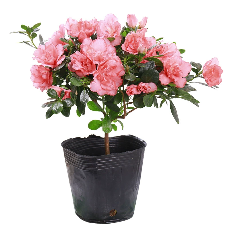 Рододендрон Зеленые растения Горшечные растения Цветение в четыре сезона Комнатные цветы Открытый двор Балкон Цветы Горшечные растения