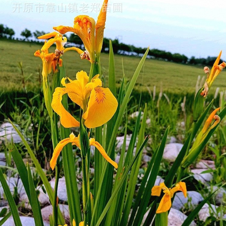 黄菖蒲花苗湿地公园花坛造景盆栽多年生水生植物黄鸢尾河道绿化苗