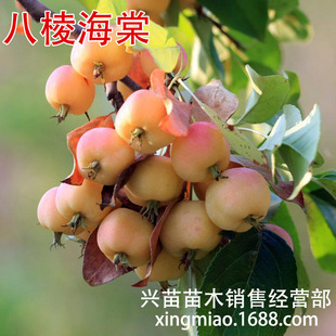 �L�۹������Ե��d�������辰���⺣�Ĺ�������r������ஔ��Y��