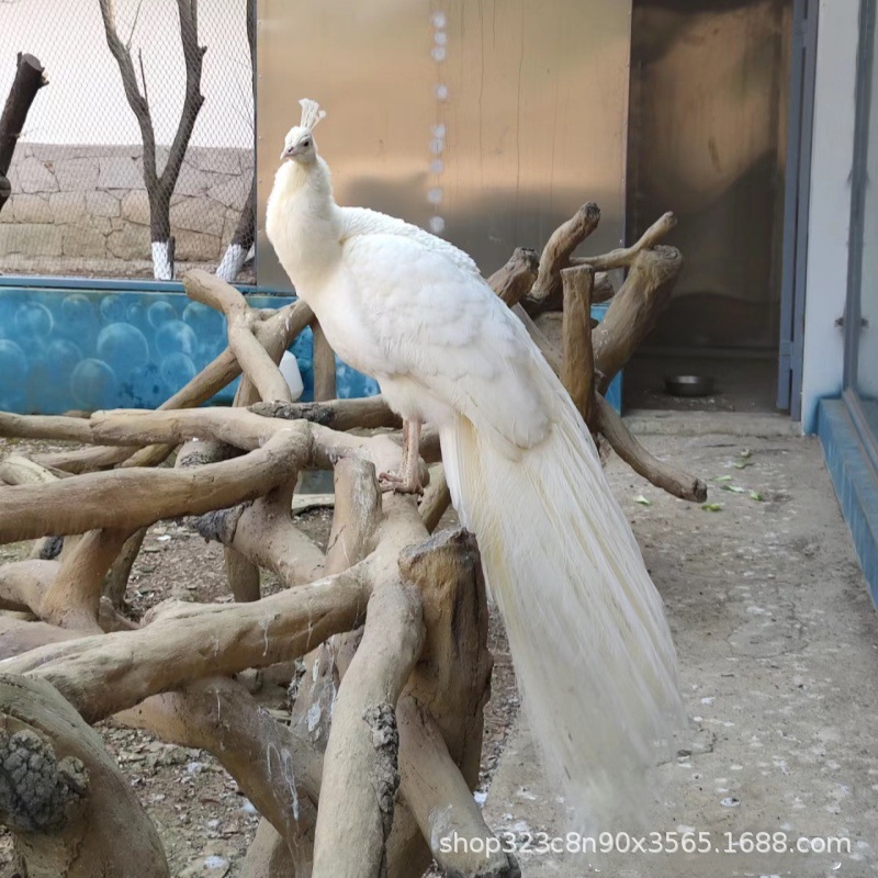 长期供应景区园林观赏开屏孔雀活体 花孔雀白孔雀孔雀苗活体批发