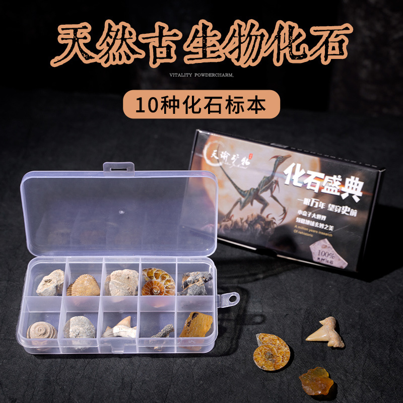 10 kinds of natural fossil specimen box dinosaur excavation mouse shark ...