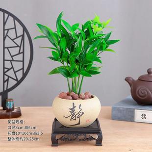 Green Potted Plants, Flowers, Mosquito Repellent Bamboo, Asparagus Bamboo, Large Leaf Bamboo, Office Indoor Living Room Balcony Balcony