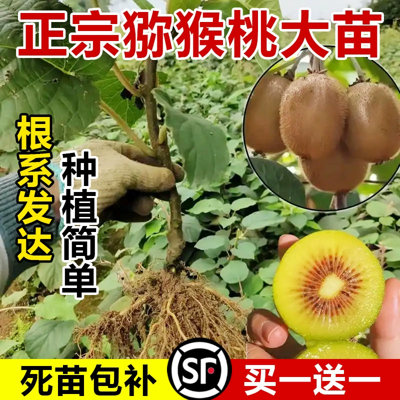 Саженцы киви, саженцы киви с мягким ядрышком красного цвета, саженцы фруктовых деревьев для северного и южного посадки в дворе, привитые Xu Xiang