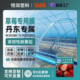 草莓大棚膜 塑料薄膜大棚塑料膜消雾膜国标8丝农膜的丹东99草莓膜