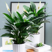 ��������һ���L�ˮ�������҃ȾGֲ���״������՚�͏d����