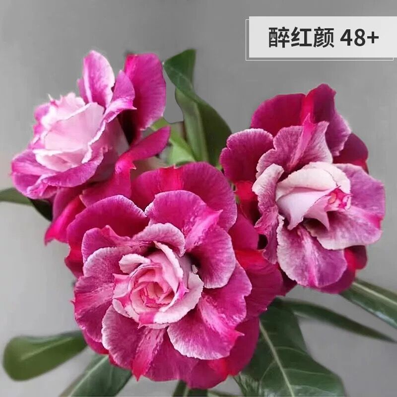 # 13 취한미인-사막(3년근 모종) 그해에 피어난다