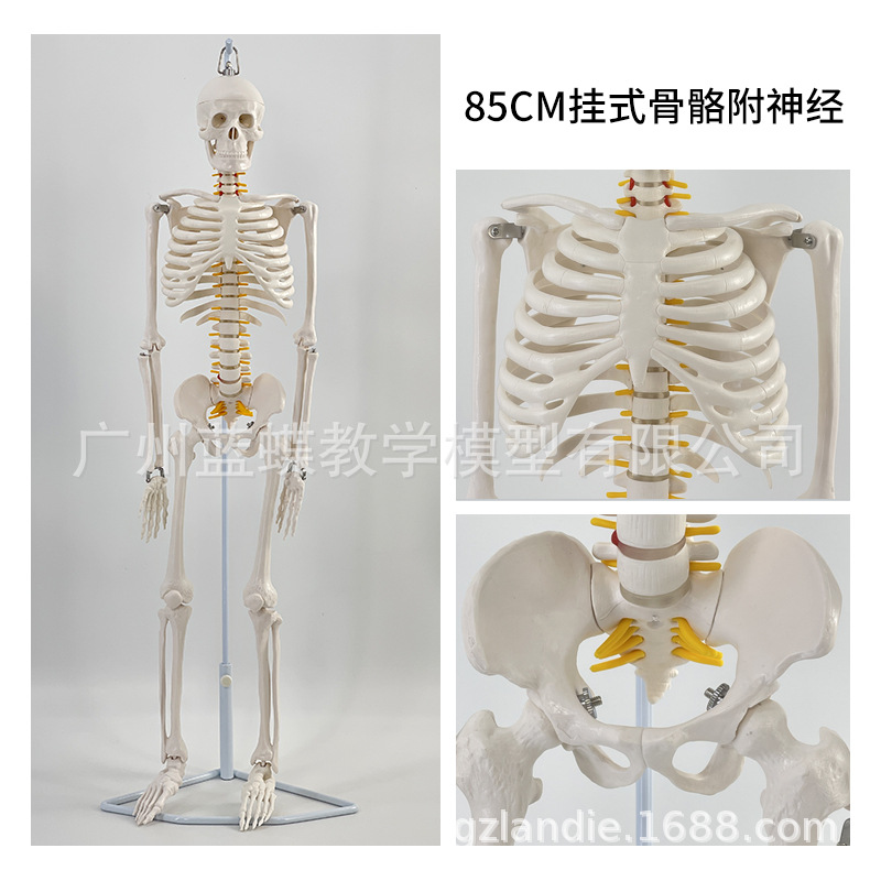 85cm�������ģ��170cmȫ�����˹Ǽ�����ģ��С���ý�ѧ��׵ģ��