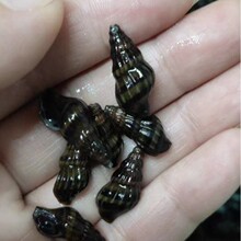 ���a������ �^�p�� �����~���s�� ������