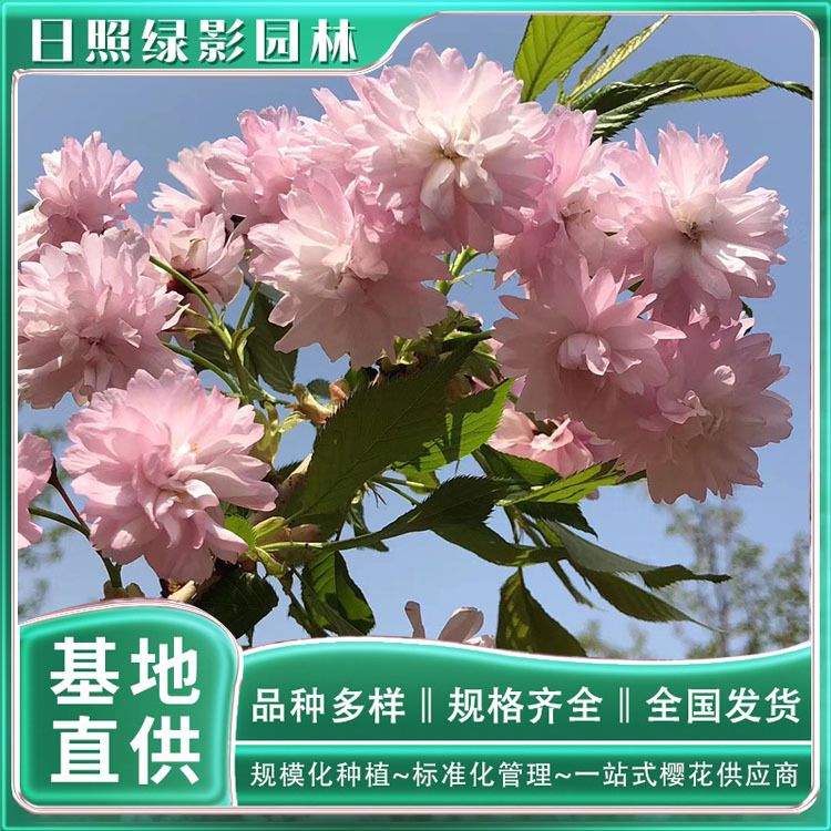 6128341744564815635 副本.jpg