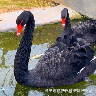 �^�p�����Z�r��S�ҷ�ֳ���ۺ����Z���w���ZÓ����r������Xһֻ