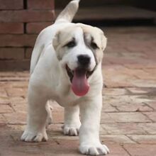 批发纯种中亚牧羊犬活体幼犬大型双血统中亚猎狼犬幼崽狩猎护卫犬