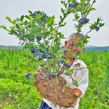藍莓樹果苗盆栽地栽四季水果樹當年結果南方北方種植特大藍莓樹苗