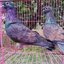 进口纯种眉山高飞观赏鸽一对元宝摩登那可孵化种蛋100%受精蛋肉鸽