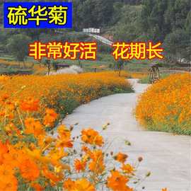 硫华菊花籽冬天室外耐寒花种景观黄秋英庭院阳台盆栽黄波斯菊花卉