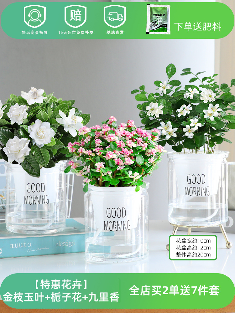 ✅[특별 제공 화분 3개] 황금가지와 옥잎 + 치자나무 + 구리향 (무료 비료)