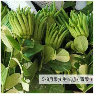 ���r���ָ̎�֦ˮ����ֹ�������r���k������޹�[��ˮ�Bֲ����ζ