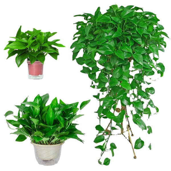 Green ivy potted plant indoor office hydroponic green plants purify…