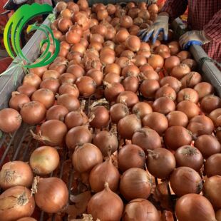 ��Ƥ�S���[6-8cm ���Sֱ�� ���C�䰸���خa ���ږ|�ρ� BRC HACCP