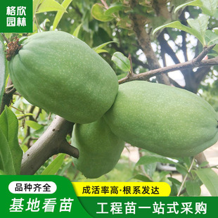 ľ�Ϻ��������l���^����ͥԺ�ļ������辰����Y��ľ�Ϻ��Ę���