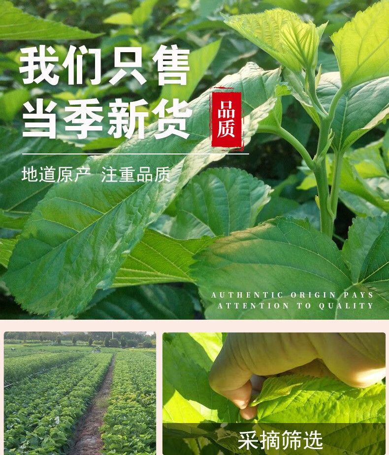 Freeze-Dried Mulberry Leaf Tea Sang Ye 500g Post-Frost Dried Mulberry Leaves for Daily Herbal Infusion specifications