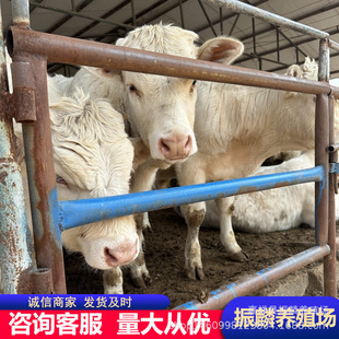 �����Rţ��ţ�كr�� ����������ţ���������u �����Rţ�Bֳ��