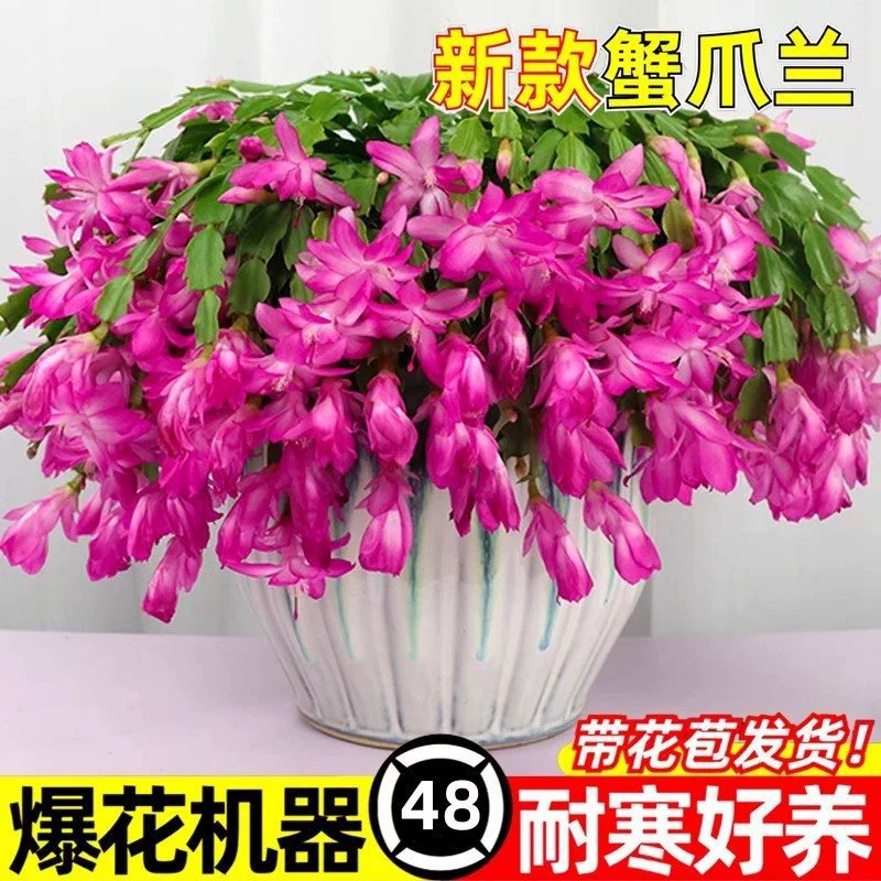 Новый продукт, рассада орхидеи с крабовым когтем в горшках с бутонами круглый год, сочные зеленые растения, орхидея с крабовым когтем в горшках, комнатное цветочное прививание
