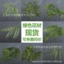 婚庆婚礼布置仿真尤加利
