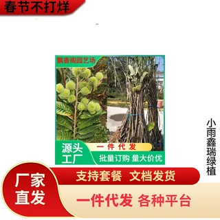 嫁接板栗树苗大红袍迁西板栗树苗南北方种植果树盆栽地栽当年结果