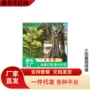 迁西嫁接种植地栽树苗