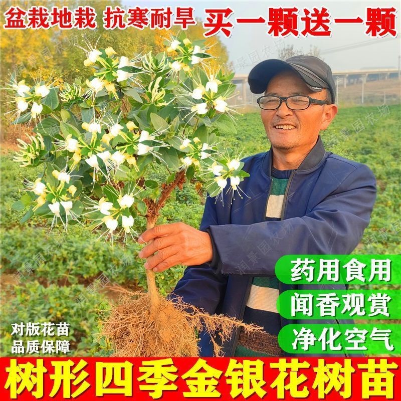 四季金银花树苗盆栽地栽药用食用泡茶净化空气抗寒阳台绿植物花卉