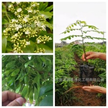 新采黄花梨种子 新采正宗海南黄花梨种子降香黄檀种子花梨木树种