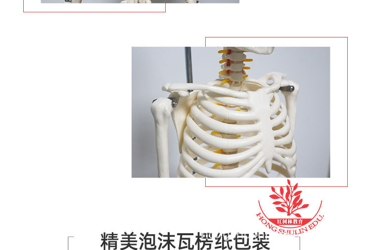 12 85cm悬挂版骨骼模型.jpg