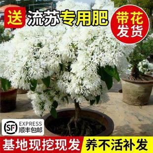���K��������ѩ���Լ޽ӹ𻨘�ͥԺ�����͉������K���͸����L����