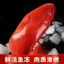 東星斑鮮活冷凍一斤多深海海鮮水產刺身瓜子燕尾斑特大紅石斑魚