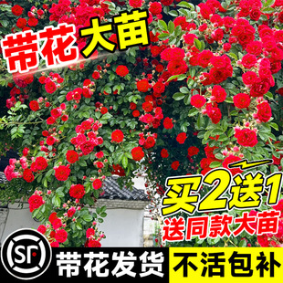 Mahogany Fragrant Flower Seedlings, Climbing Plants, Blooming in All Seasons, Sweet Yellow and White Wood Fragrant Flower Seedlings, Flower Saplings, Courtyard Potted Plants