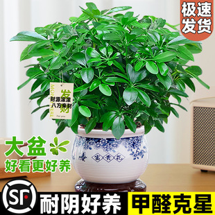 Bafanglaicai Potted Duck Foot Wood Evergreen Desktop Flower Bonsai Fortune Tree Plant Living Room Easy to Maintain and Live