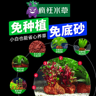 Aquatic Plants, Fish Tank, Real Grass Landscaping, Ecological Full Set of Ornaments, Fish Farming, Oxygenation, Negative Hydroponics, Purification of Green Plants