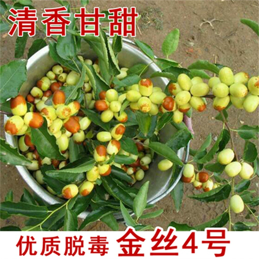 Саженцы зизифуса, привитые из Тайваня, саженцы молочного зизифуса, специальные южные горшечные саженцы зизифуса, урожай которых образуется в том же году.