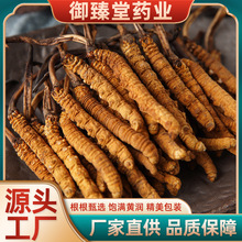 源头厂家批发西藏蛹虫草那曲高海拔冬虫夏草礼盒装送礼冬虫夏草