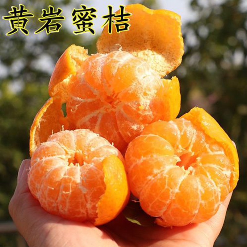 黄岩无核蜜桔苗嫁接桔子树苗甜橘子黄岩蜜桔果树苗当年结果树