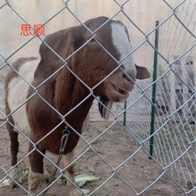 ���u���ӾW�u�\�F�z�W�����P��\�F�W�����Bֳ�W䓽z�WƬ���a�S��