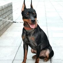 纯种迷你杜宾幼犬活体迷你宾莎犬小型护卫犬宠物犬迷你型工作犬狗