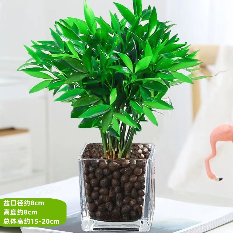 모기퇴치대나무, 편백나무 10그루(사각형 강철유리 대야) + 세람사이트 + 영양액